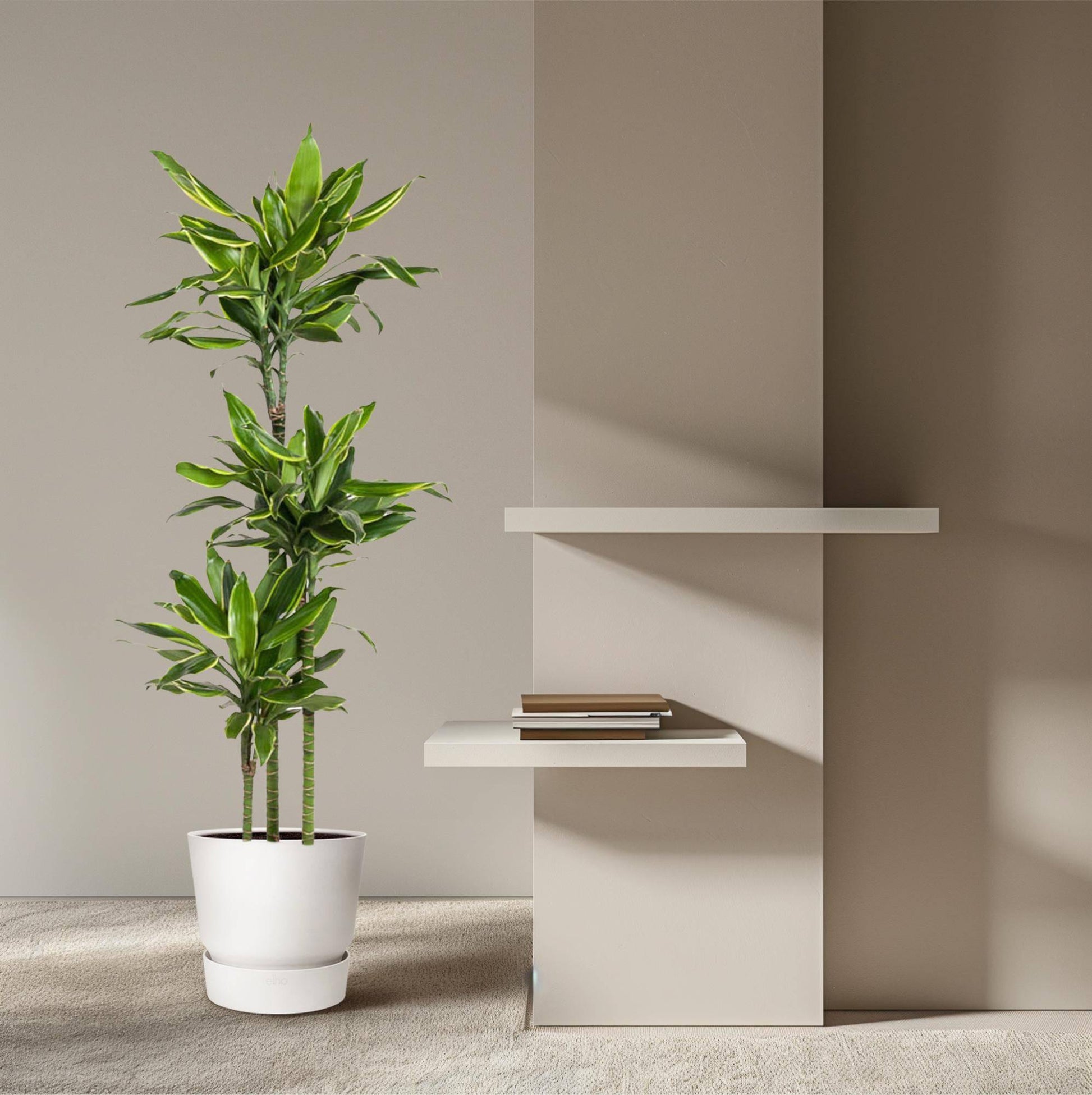 Dracaena golden coast – 160 cm – ø24 - Botanic-Vibes