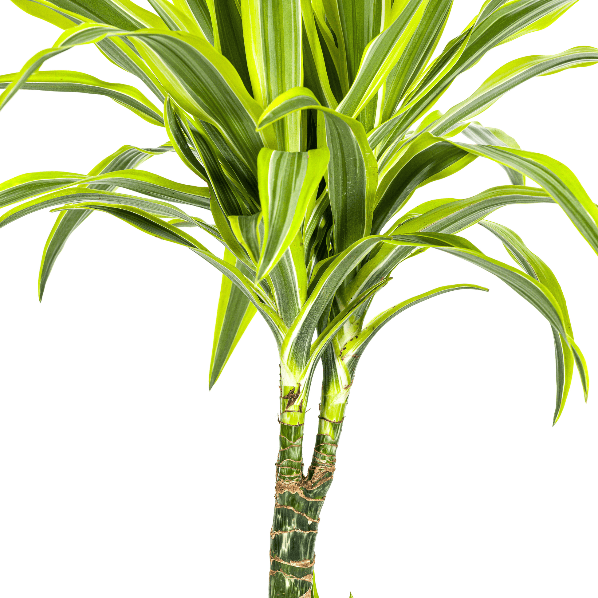 Dracaena Deremensis Lemon Lime Ø21cm - ↕90 - 110cm - Botanic-Vibes