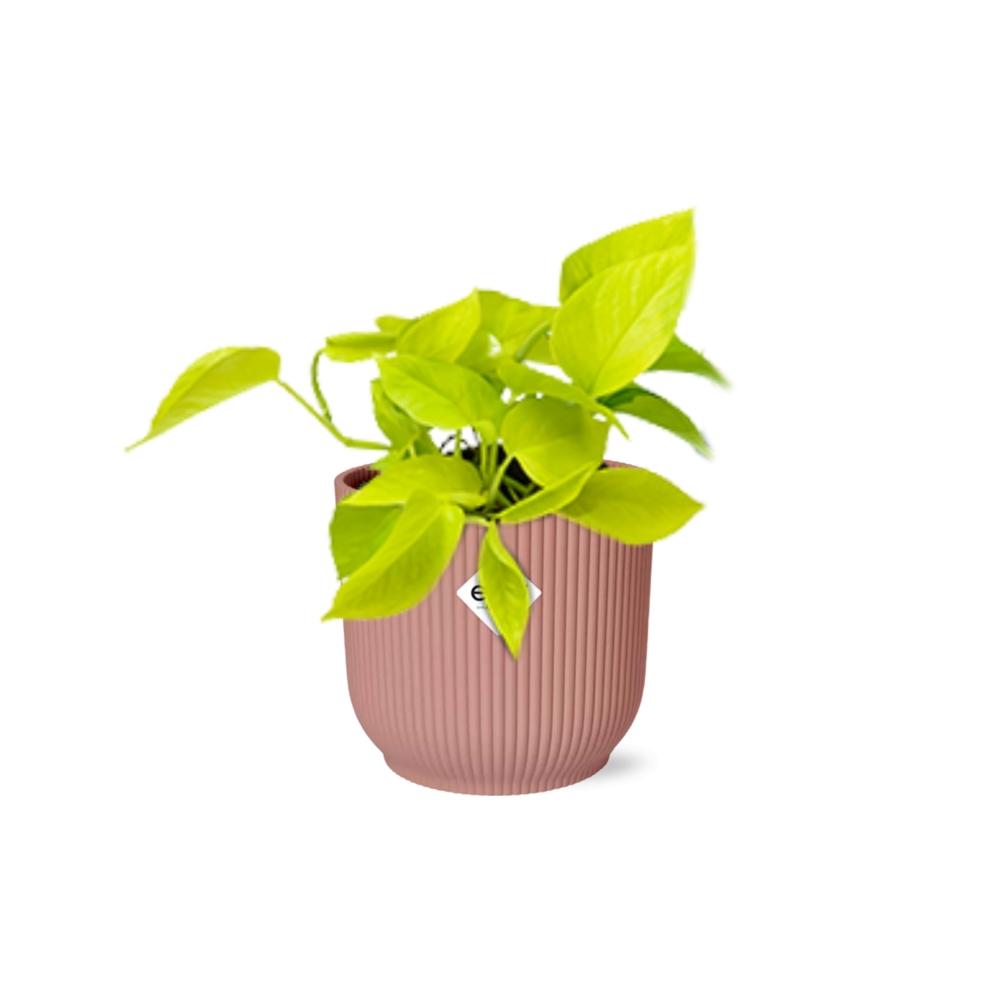 Epipremnum Pinnatum ‘Golden Pothos’ im ELHO Vibes Fold, 14 cm, rosa