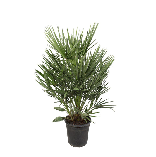 Chamaerops humilis – 100 cm – Ø21