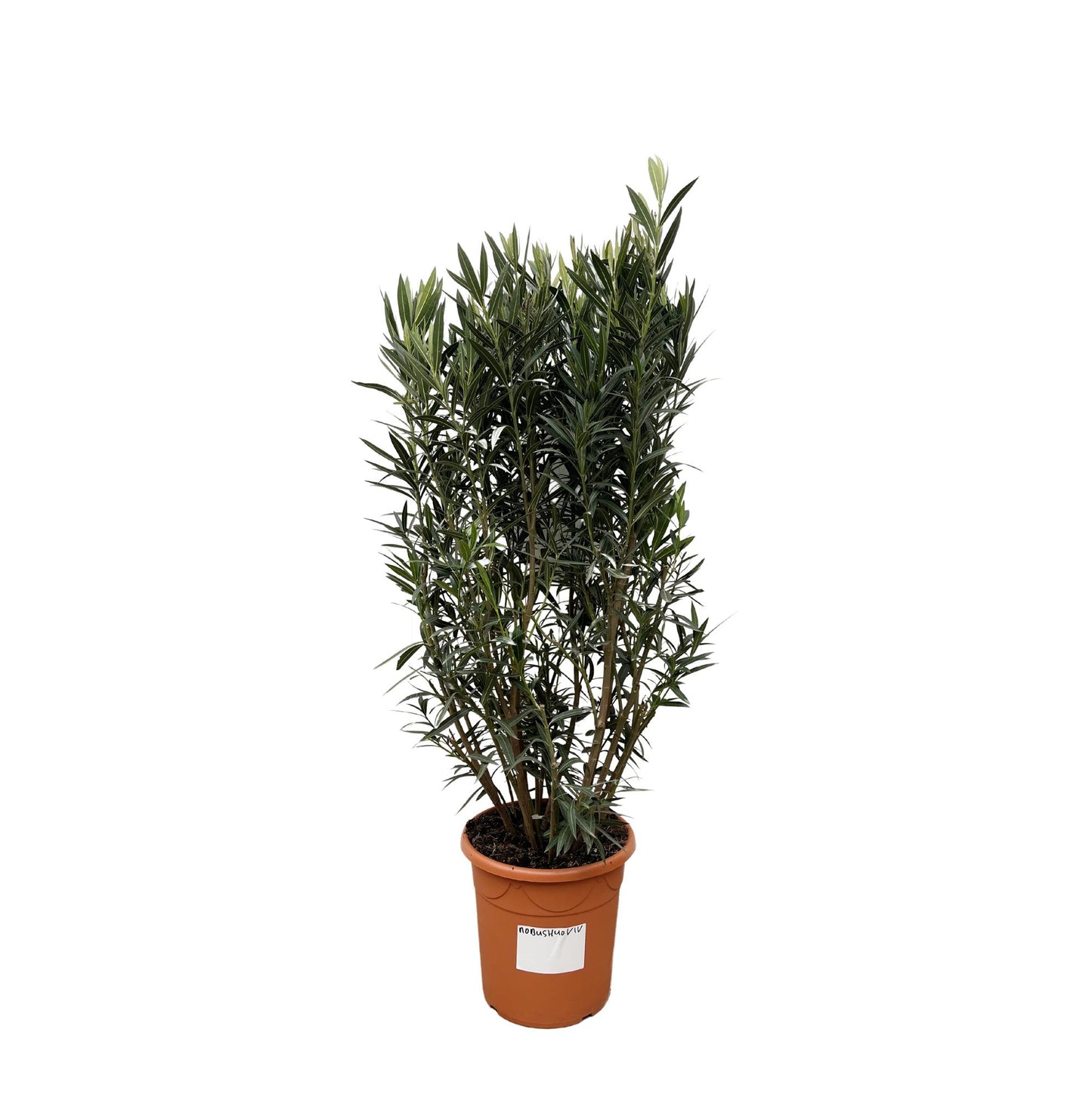 Nerium oleander Strauch – 180 cm – Ø40
