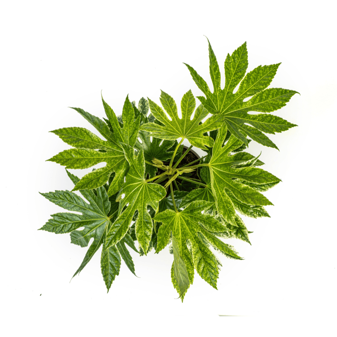 Fatsia Japonica Spider's Web Ø19cm - ↕40 - 50cm - Botanic-Vibes
