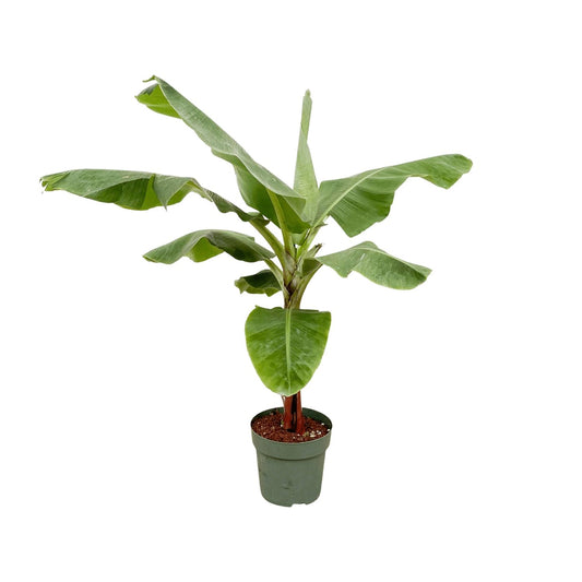 Bananenpflanze (Musa) – 170 cm – ø30