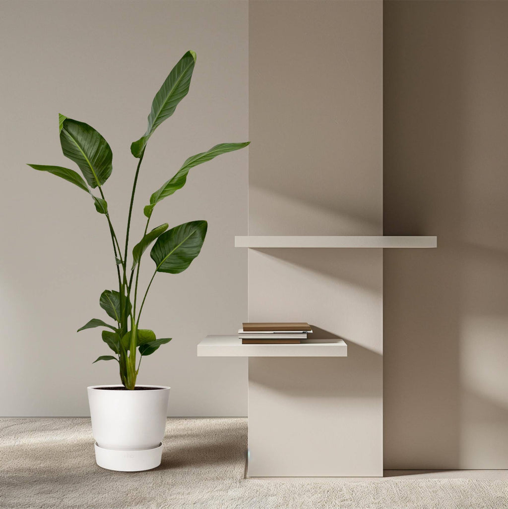 2x Strelitzia nicolai – 130 cm – Ø17 - Botanic-Vibes