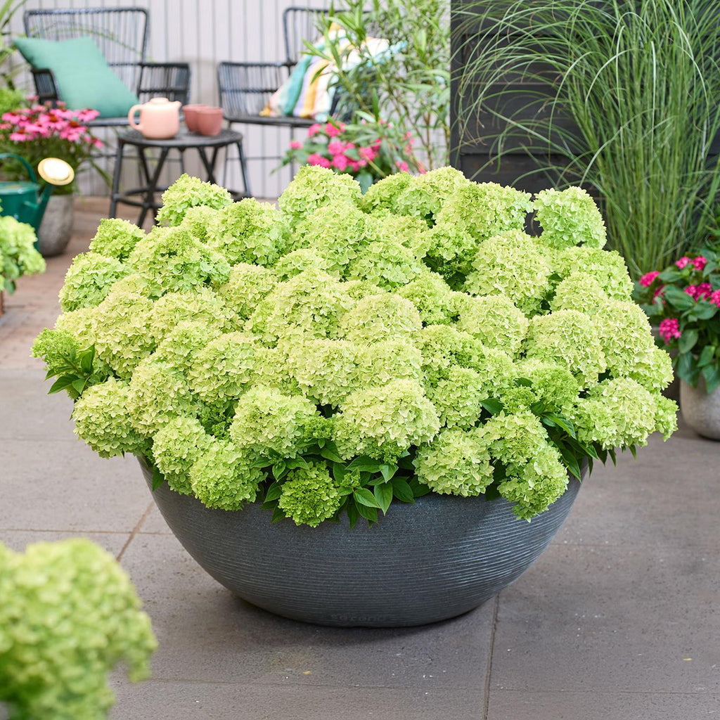Hydrangea panniculata Groundbreaker Greeny, Rispenhortensie, Winterhart, Creme, 1 Pflanze, Topf 14 cm, 20-25 cm
