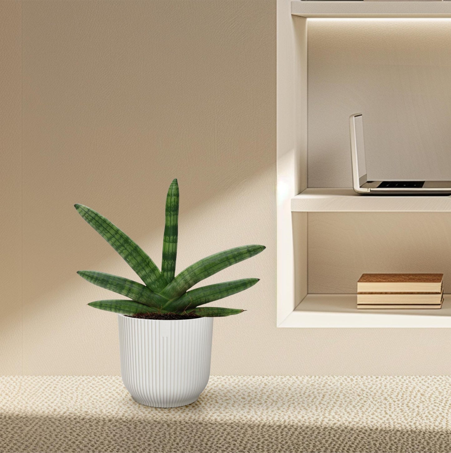 Sansevieria skyline – 25 cm – Ø10,5