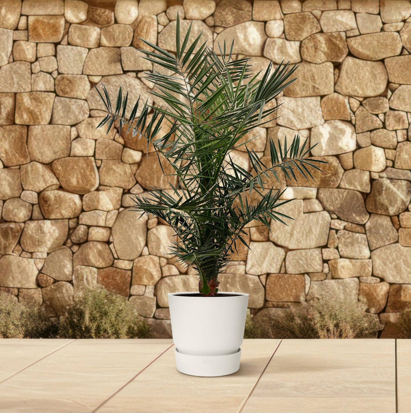 Phoenix canariensis – 140 cm – Ø21