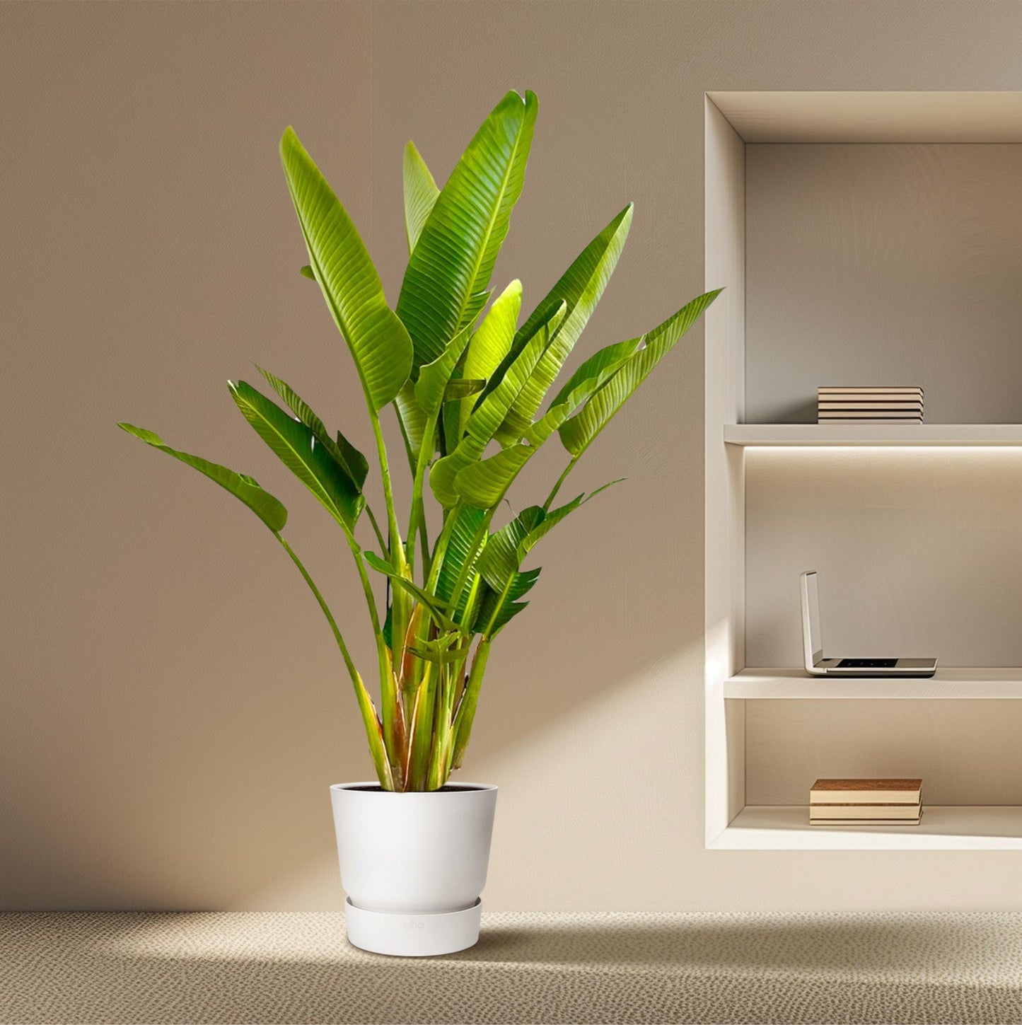 Strelitzia augusta multi-stamm XXL – 225 cm – Ø40