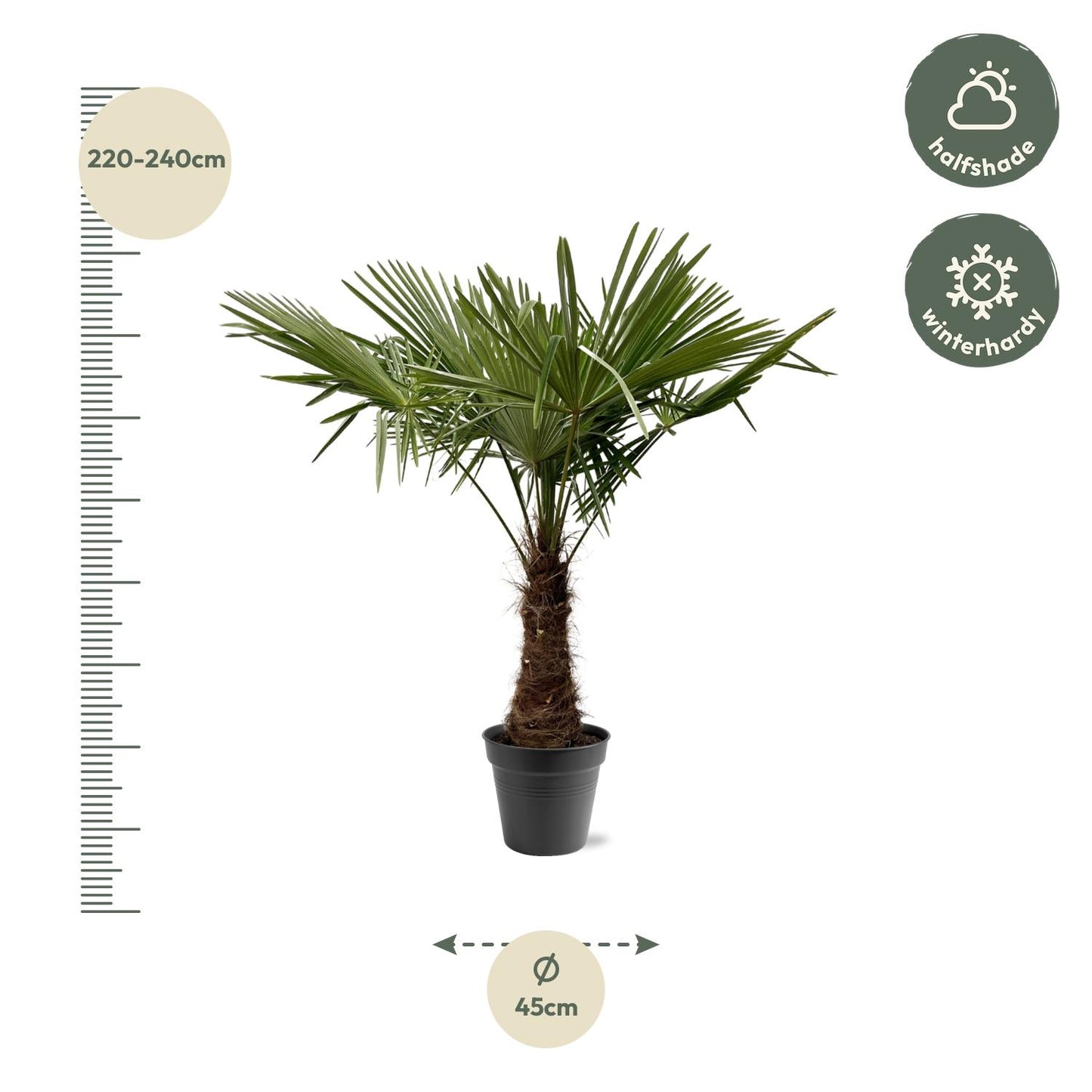 Trachycarpus fortuneii – 220–240cm – Ø45