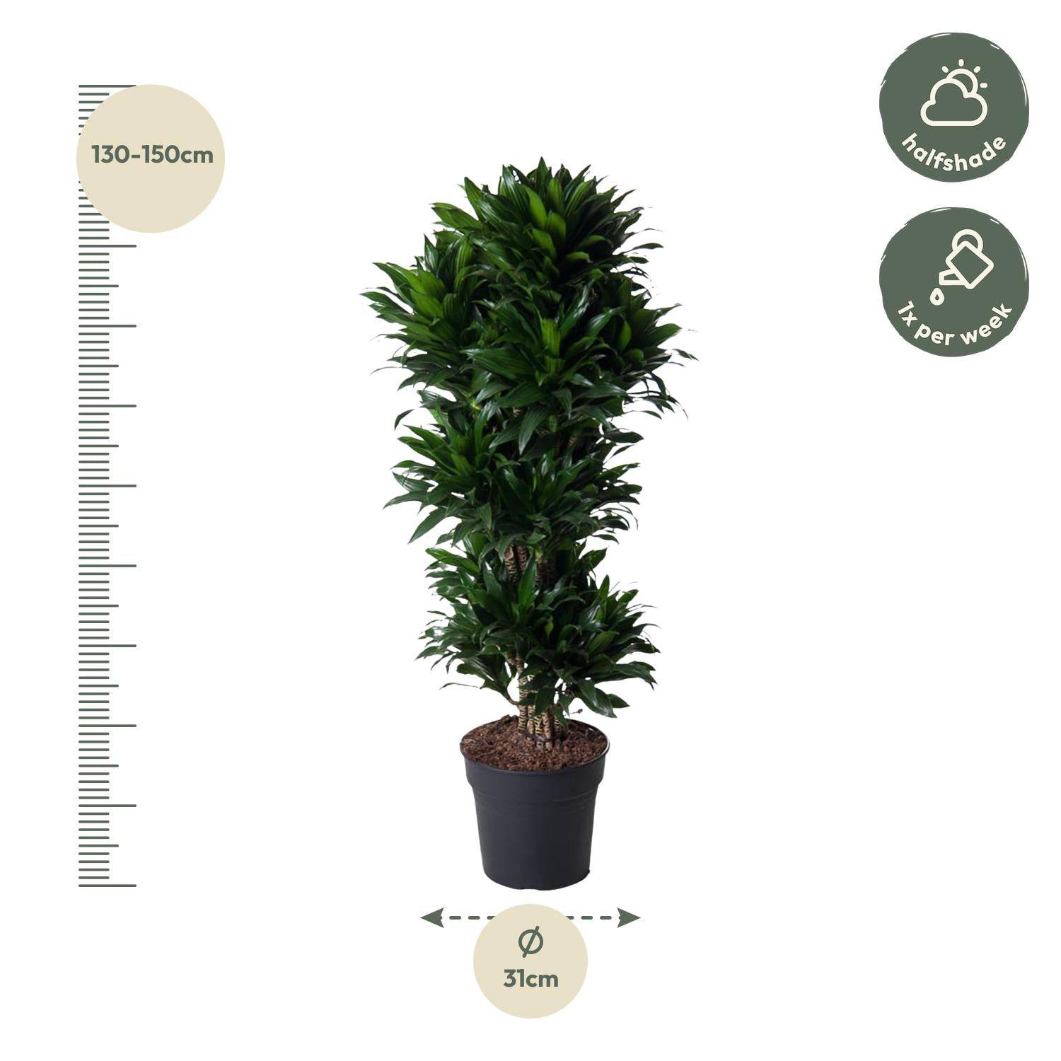 Dracaena compacta verzweigt – 140 cm – ø31 - Botanic-Vibes
