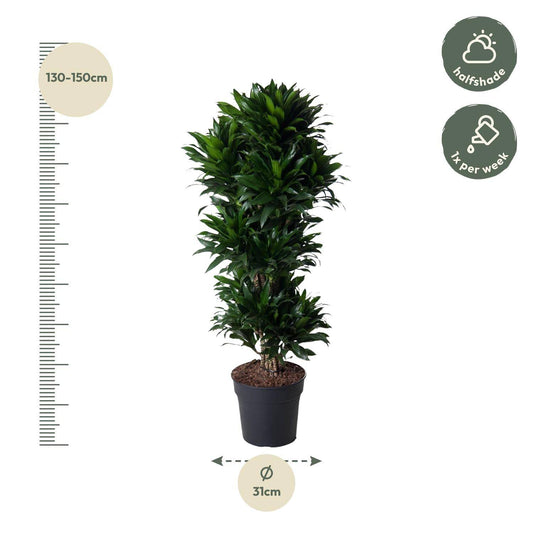 Dracaena compacta verzweigt – 140 cm – ø31 - Botanic-Vibes