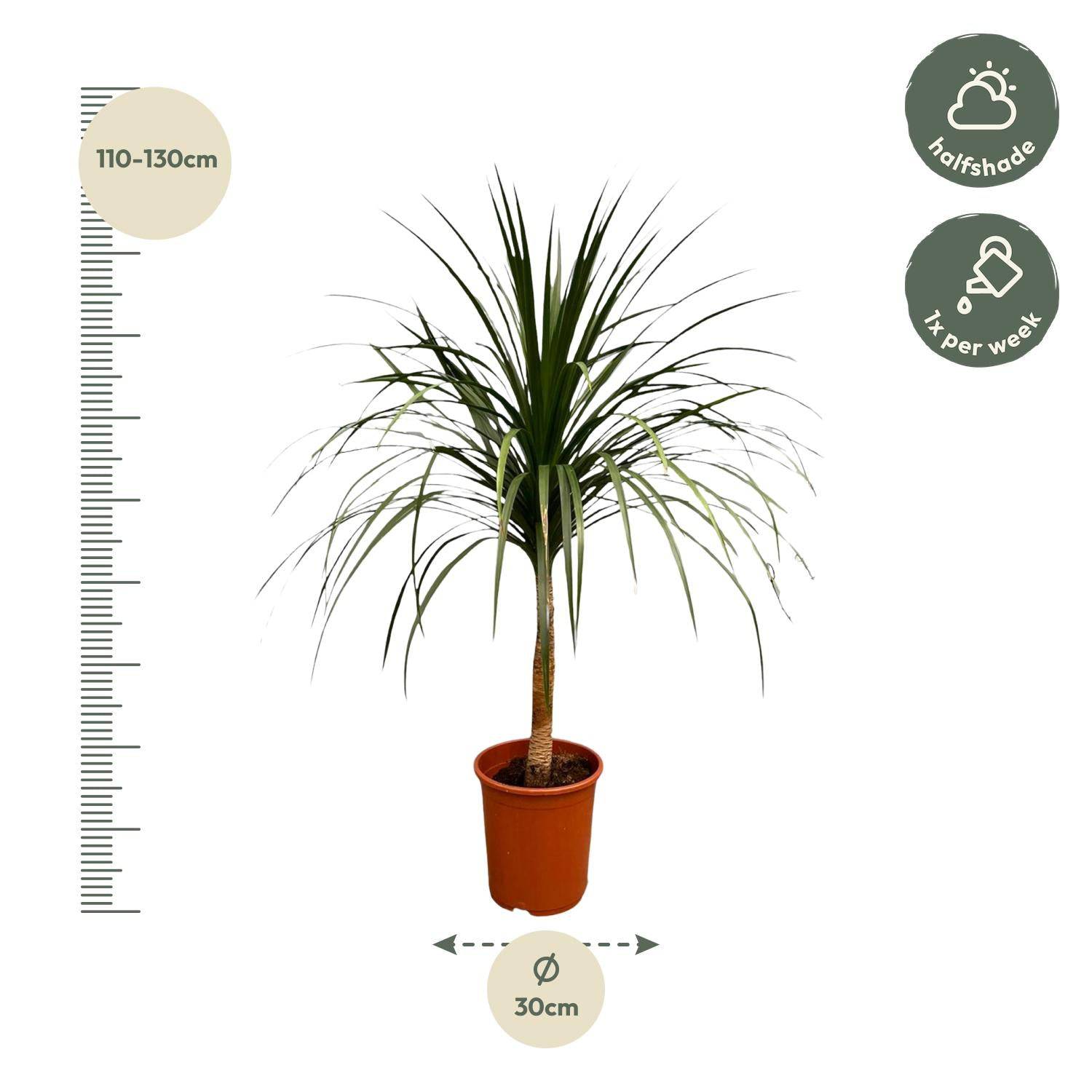 Dracaena draco – 120 cm – ø30 - Botanic-Vibes