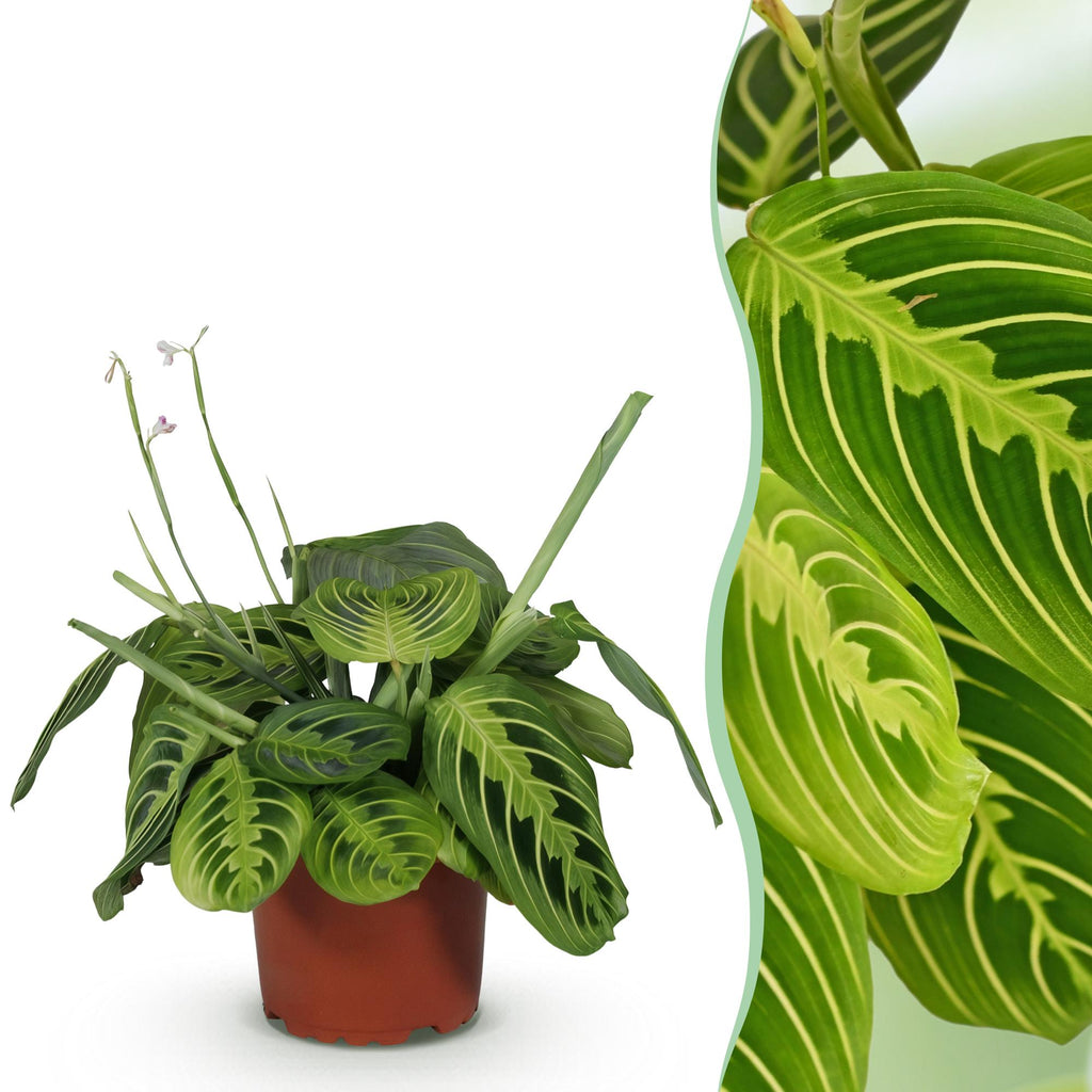 Green boutiQ, Zimmerpflanze, Maranta Fascinator Lemon Lime, Gebetspflanze, Haustierfreundliche Pflanze, Grün, Topf 12cm, Höhe 25cm