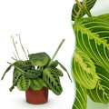 Green boutiQ, Zimmerpflanze, Maranta Fascinator Lemon Lime, Gebetspflanze, Haustierfreundliche Pflanze, Grün, Topf 12cm, Höhe 25cm