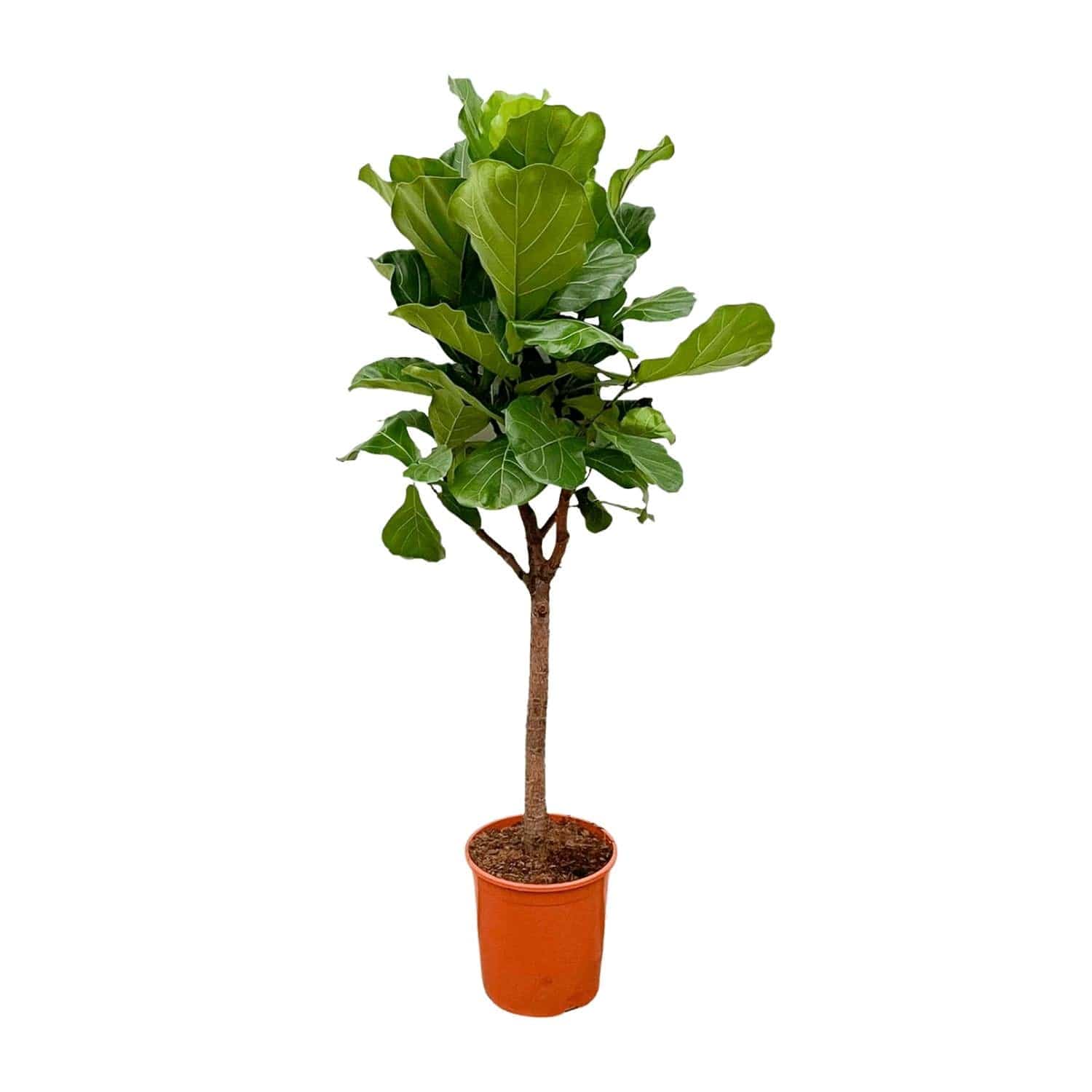 Ficus lyrata Baum – 180 cm – Ø30 - Botanic-Vibes