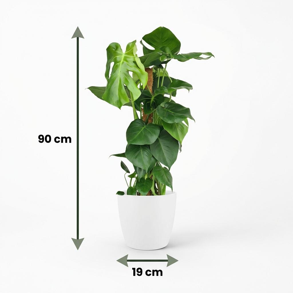 Fensterblatt, Monstera Deliciosa Moosstab, Grün, Pflegeleicht, 1 Pflanze, mit Übertopf Weiß, Topf 19 cm, 90 cm