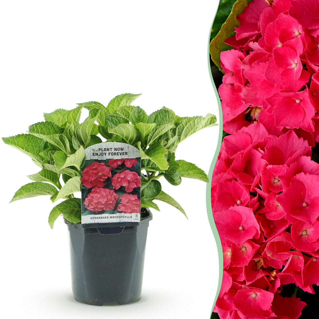Hortensie, Hydrangea macrophylla Rot, Blüte Rot, 1 Pflanze, Laubabwerfend, Wenig Pflege, Topf 17 cm 30 cm