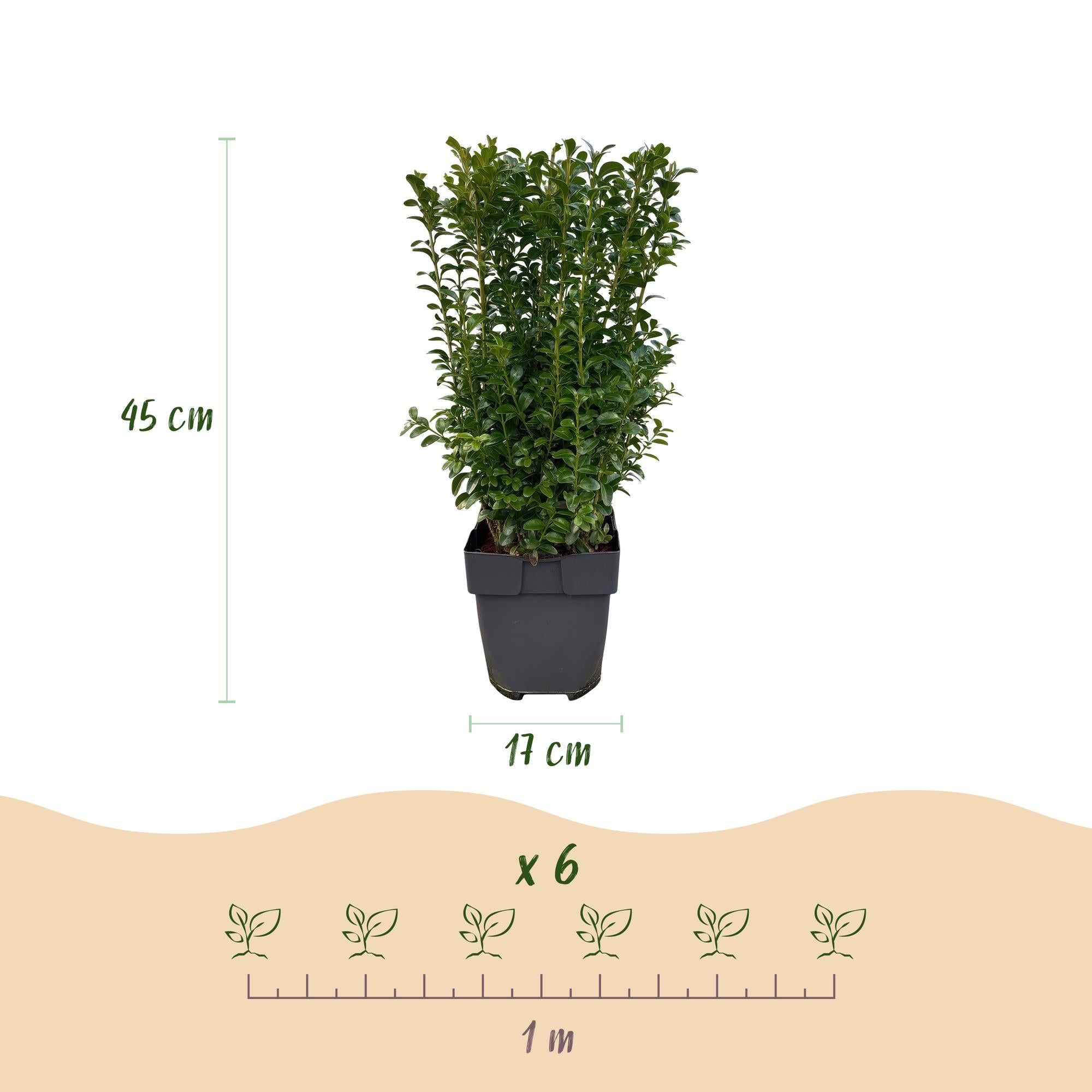 Heckenpflanzen, Buxus sempervirens, Blatt grün, 6 Pflanzen, 1 laufender Meter, immergrün, Topf 17 cm 45 cm