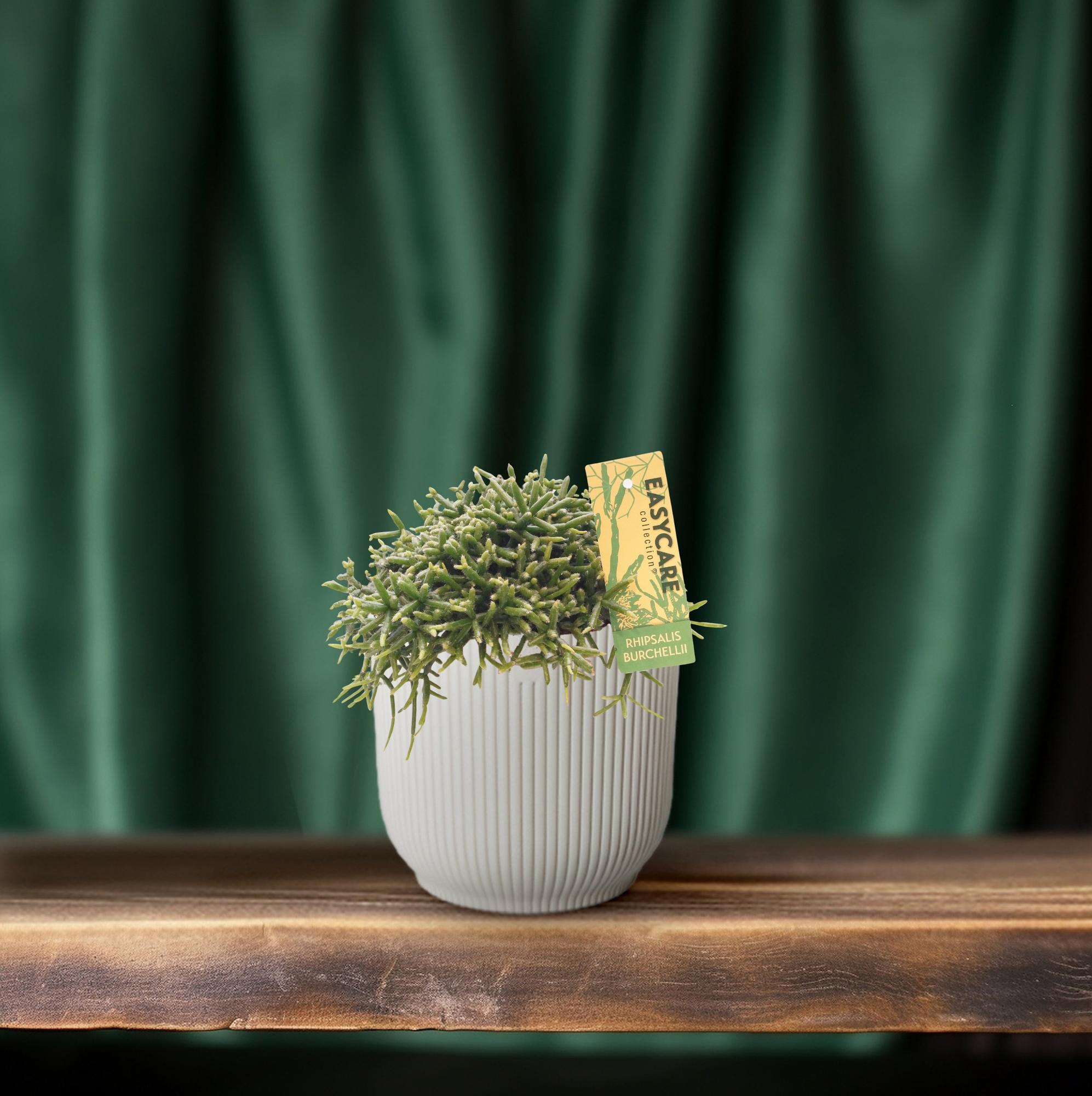 Rhipsalis Burchellii, Ø12 cm Höhe 20