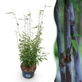 Gräser, Fargesia nitida Schwarz Dragon, Bambus, Nicht Ausbreitend, Grün, 1 Pflanze, Topf 23 cm, 80 cm