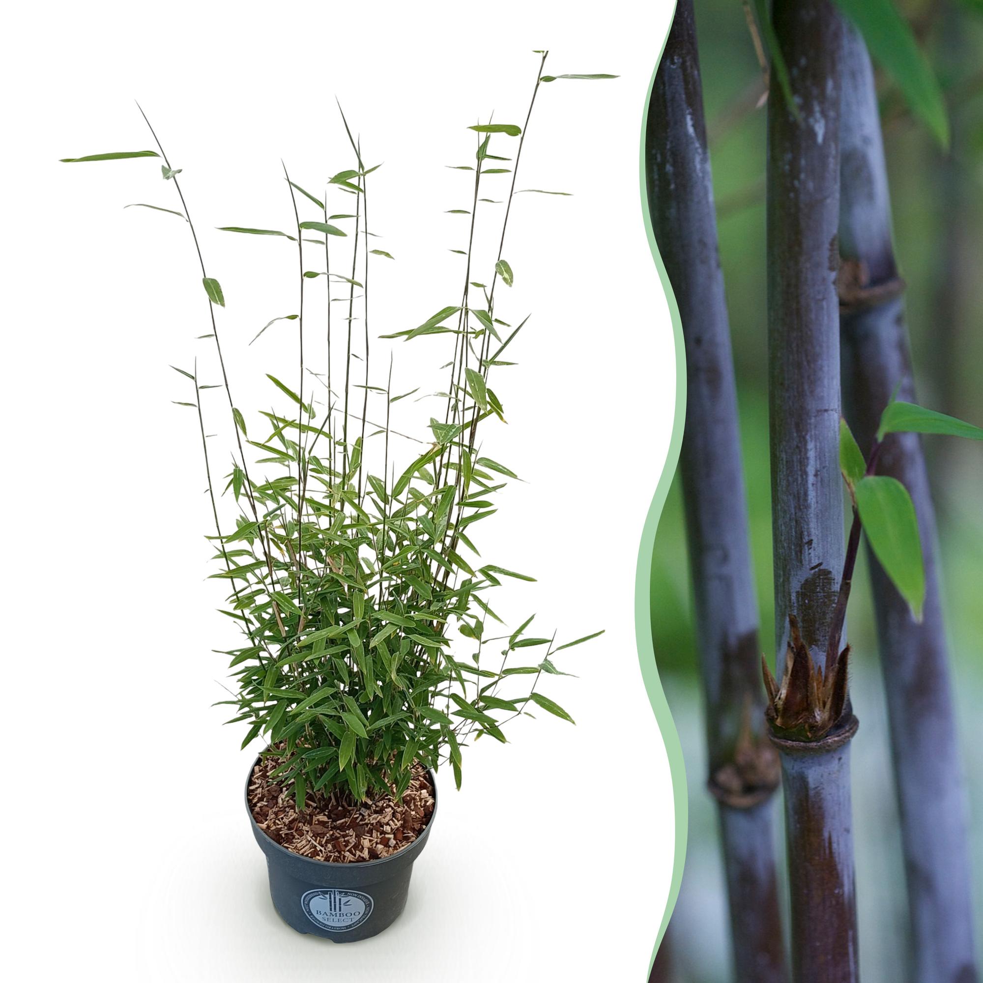 Gräser, Fargesia nitida Schwarz Dragon, Bambus, Nicht Ausbreitend, Grün, 1 Pflanze, Topf 23 cm, 80 cm
