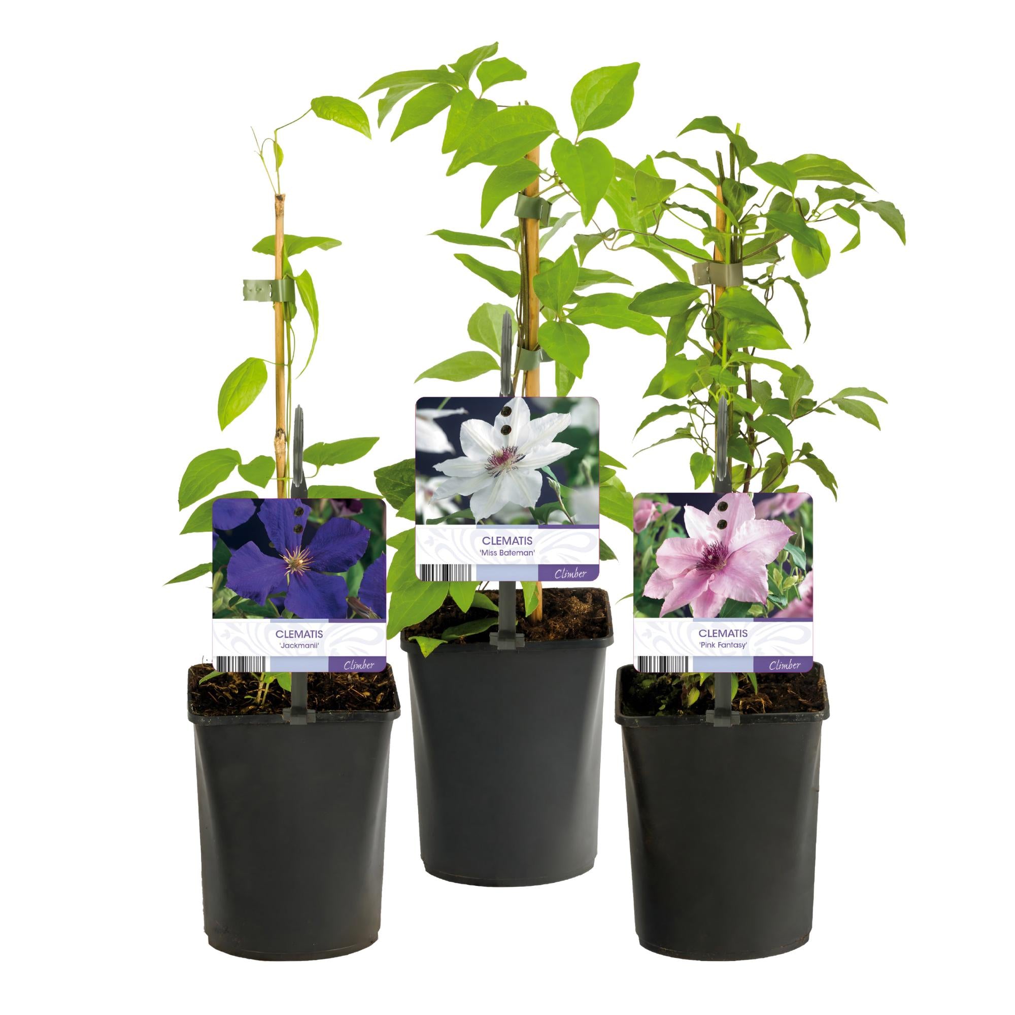 Kletterpflanze, Clematis Tricolour, Blüte Rosa Weiß Lila, Wenig Pflege, 3 Pflanzen, Topf 11 cm 40 cm