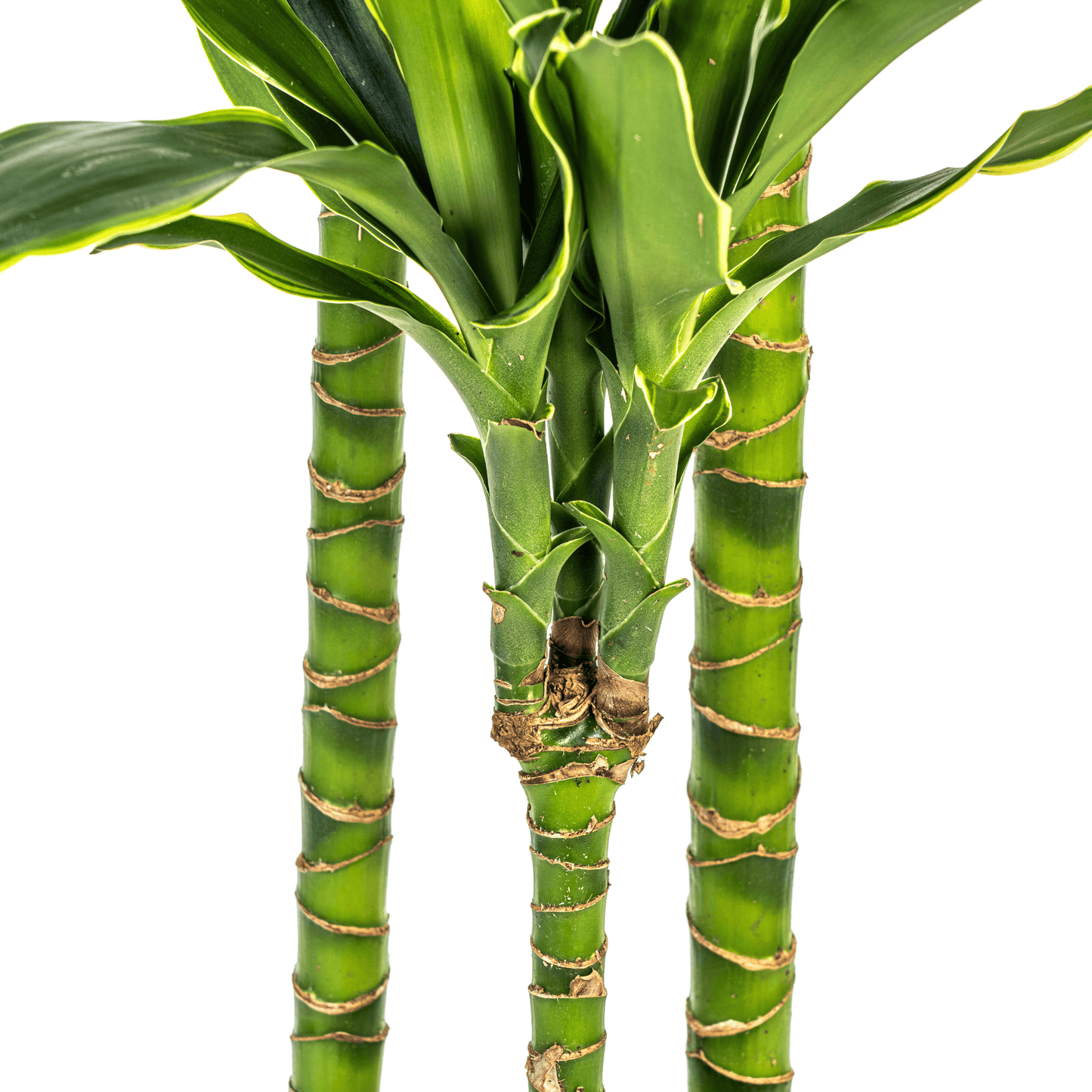Dracaena Fragrans Golden Coast Ø24cm - ↕130 - 150cm - Botanic-Vibes