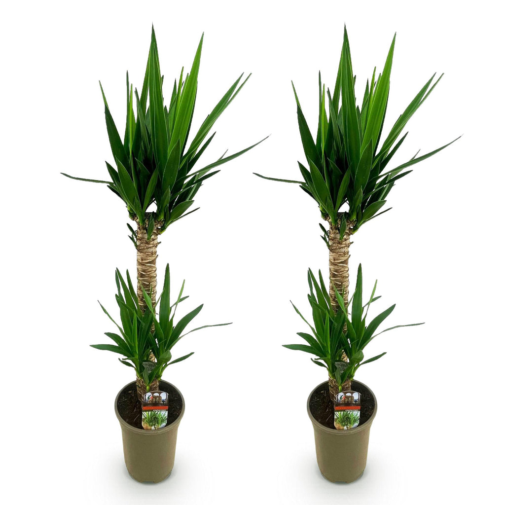Yucca elephantipes, Yucca, Pflegeleicht, Grün, 2, Topf 19 cm, 95 cm