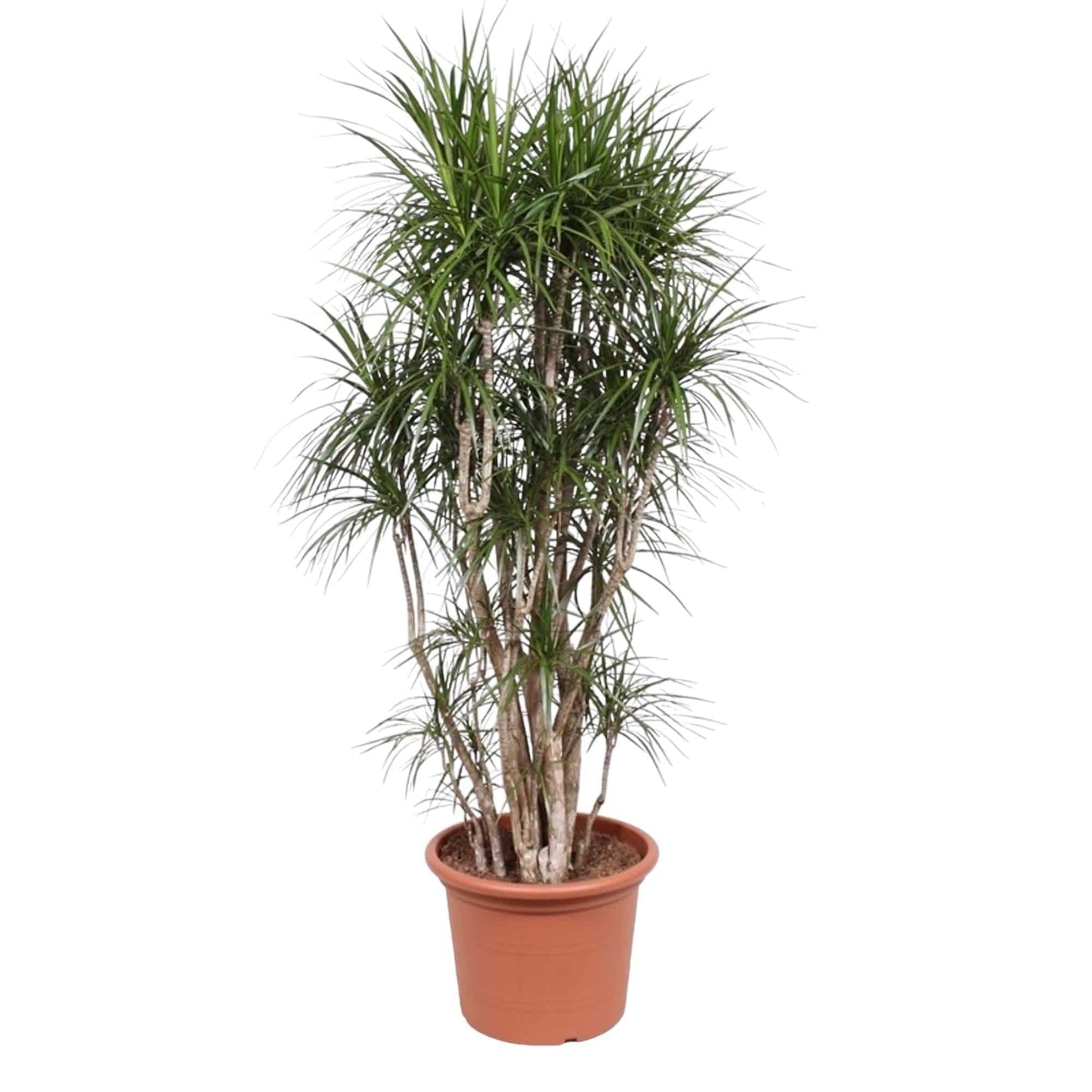 Dracaena Marginata verzweigt – 220 cm – Ø40 - Botanic-Vibes