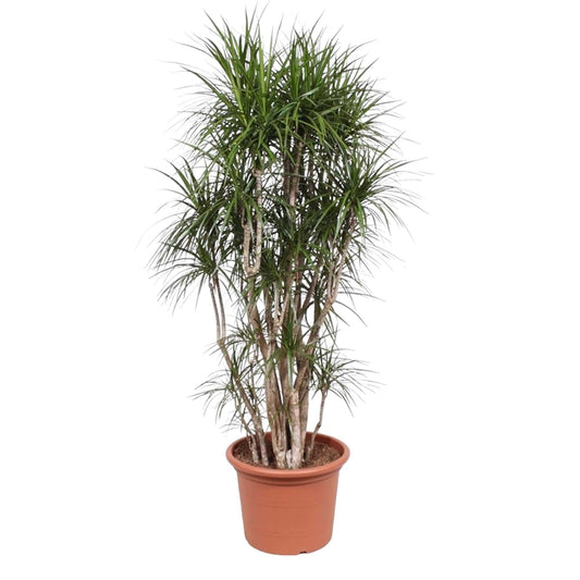 Dracaena Marginata verzweigt – 220 cm – Ø40 - Botanic-Vibes