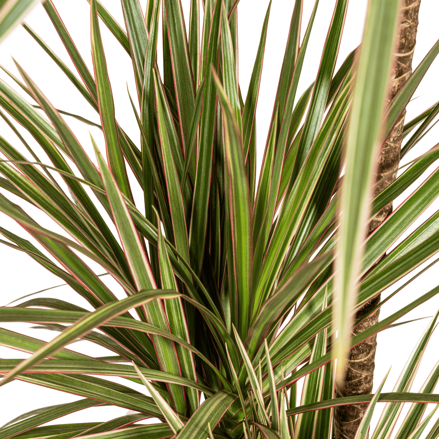 Dracaena Marginata Bicolor Ø21cm - ↕110 - 130cm - Botanic-Vibes