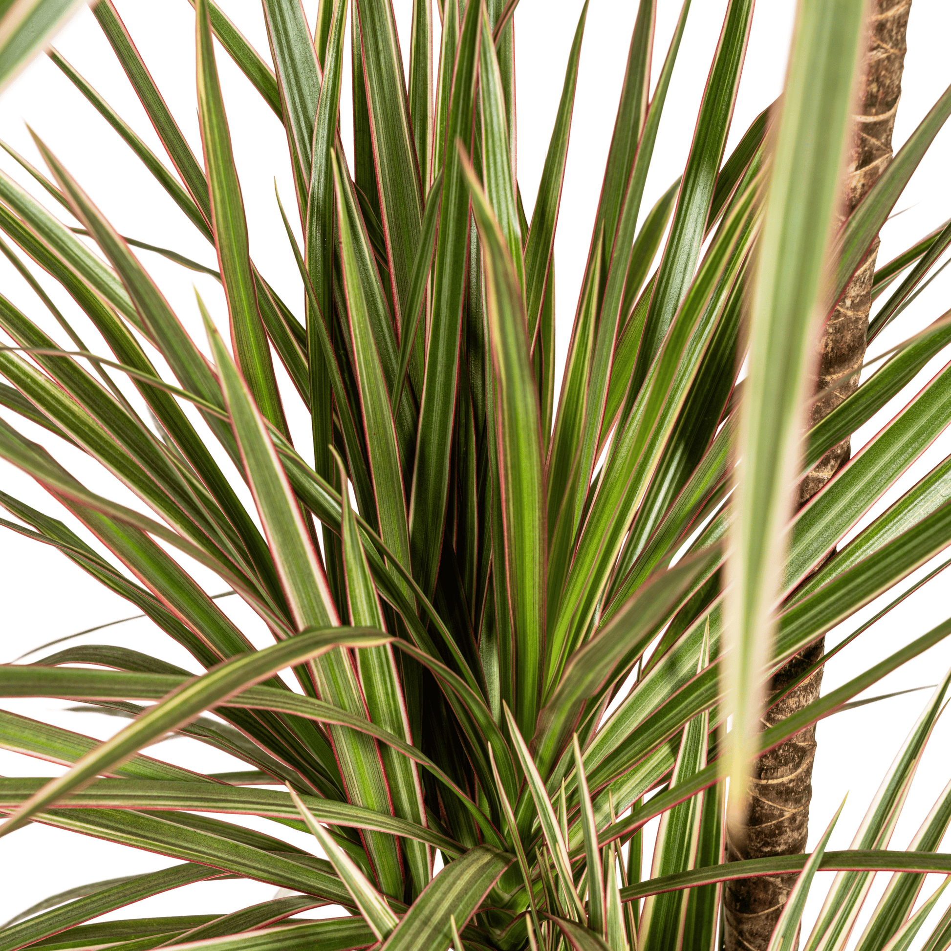 Dracaena Marginata Bicolor Ø21cm - ↕110 - 130cm - Botanic-Vibes