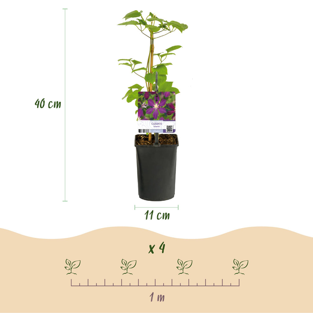 Kletterpflanze, Clematis Mikelite, Blüte Lila, Wenig Pflege, 2 Pflanzen, Topf 11 cm 40 cm