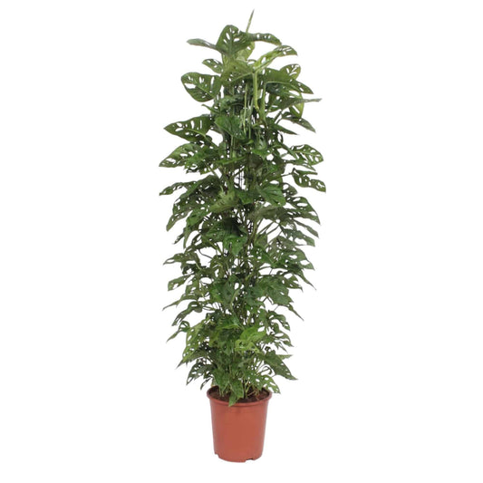 Monstera 'Monkey Leaf' – mit Gitter – 180 cm – Ø27 - Botanic-Vibes
