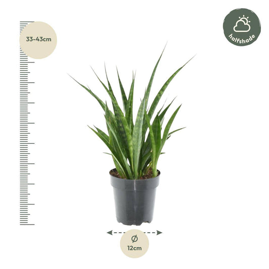 Sansevieria kirkii 'Friends' – 38 cm – Ø12 - Botanic-Vibes