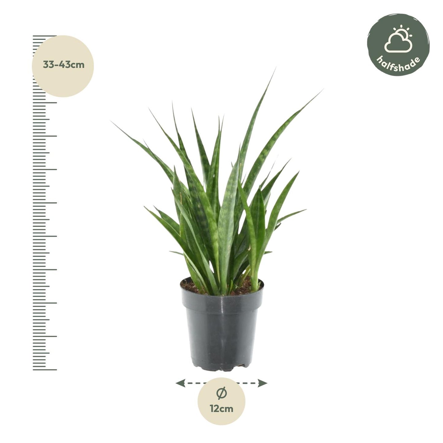 Sansevieria kirkii 'Friends' – 38 cm – Ø12
