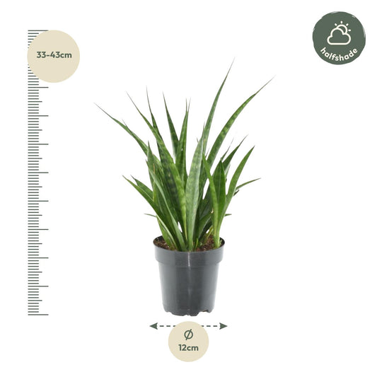 Sansevieria kirkii 'Friends' – 38 cm – Ø12