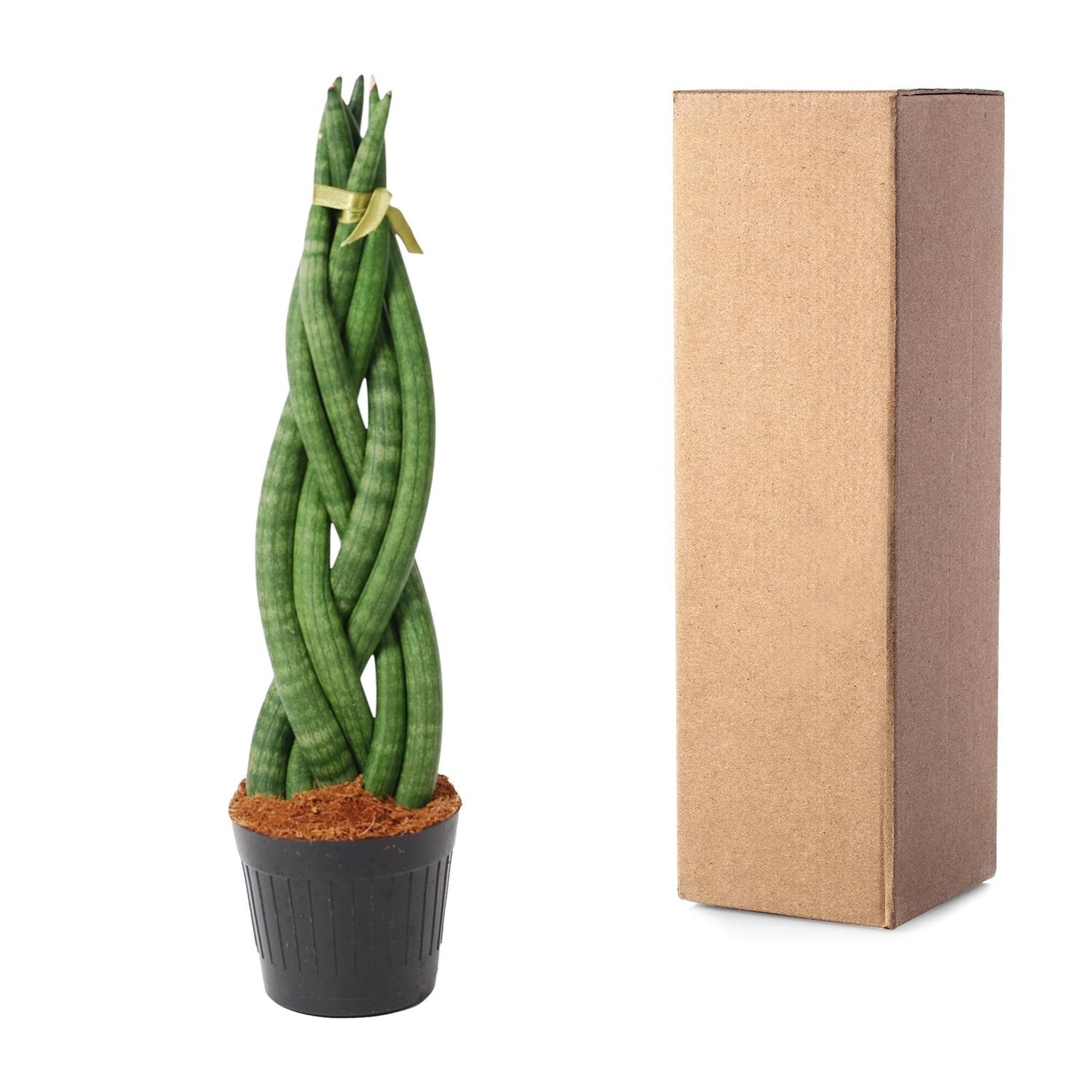 Sansevieria cylindrica 'Twist' – 40 cm – Ø10,5