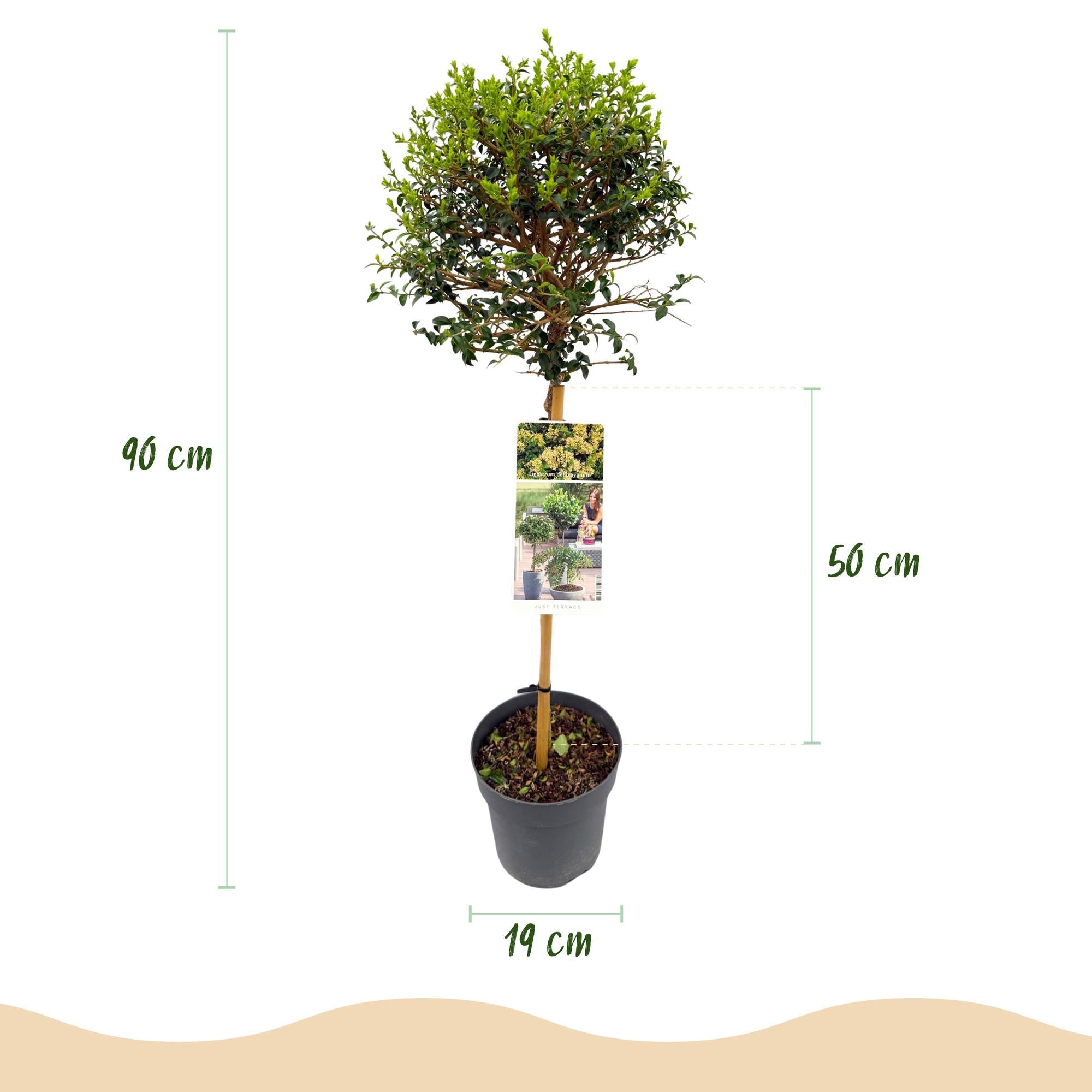 Stamm Pflanze, Ligustrum delavayanum, Terrassenpflanze, Immergrün, Winterhart, Grüne Blätter, Topf 19 cm 90 cm