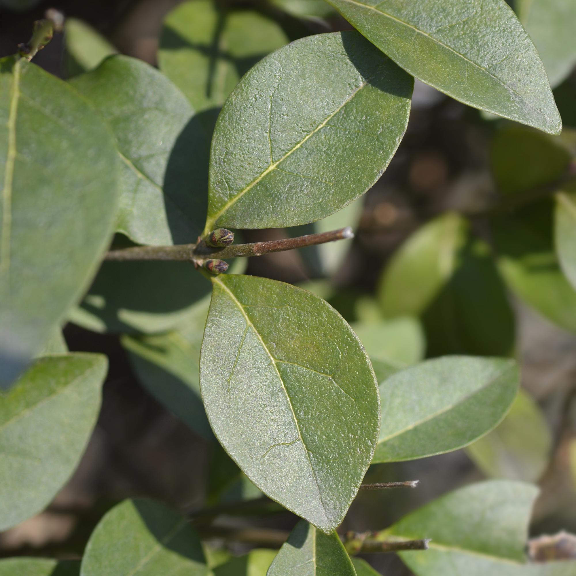 Heckenpflanzen, Ligustrum ovalifolium, Blatt grün, 8 Pflanzen, 1 laufender Meter, immergrün, Topf 9 cm 35-40 cm