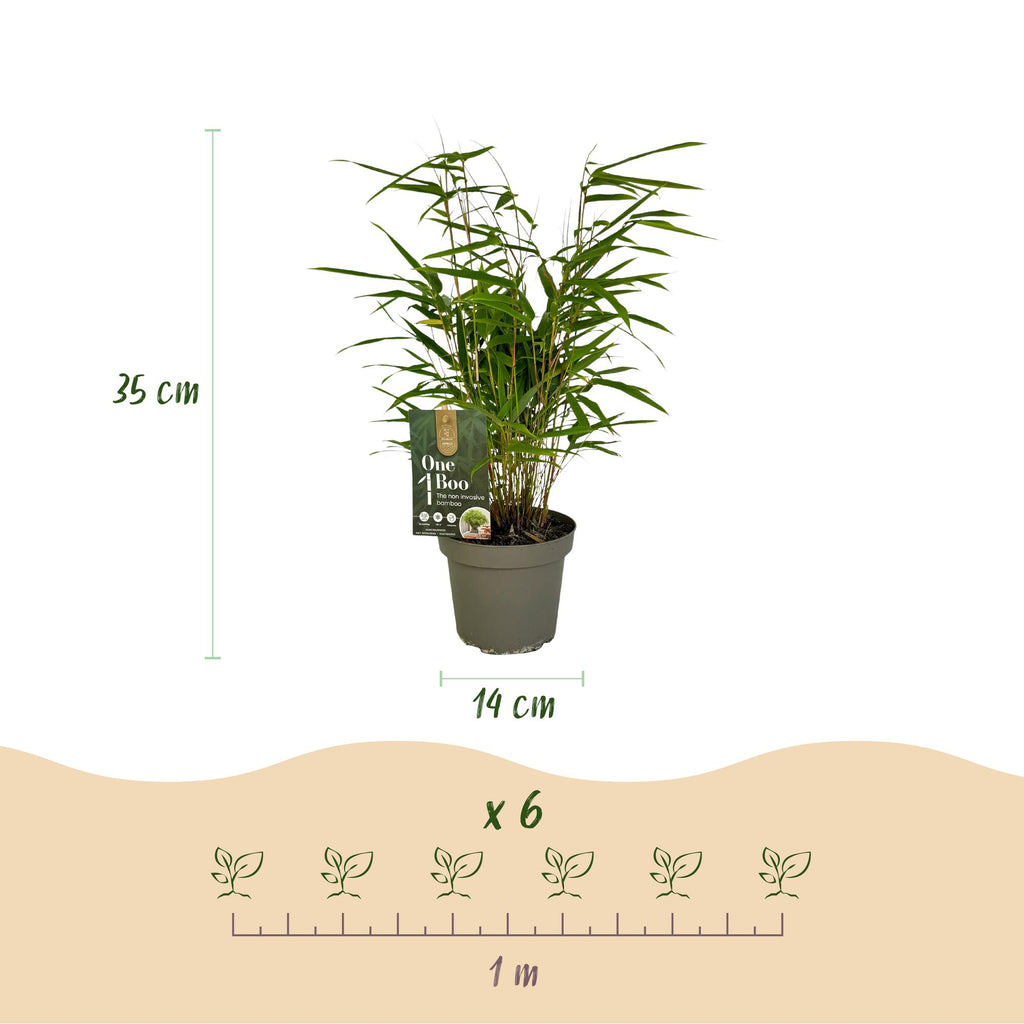 Bambus, Fargesia rufa, Grün, 2 Pflanzen, Immergrün, Wuchernd- Topf 14 cm 35 cm