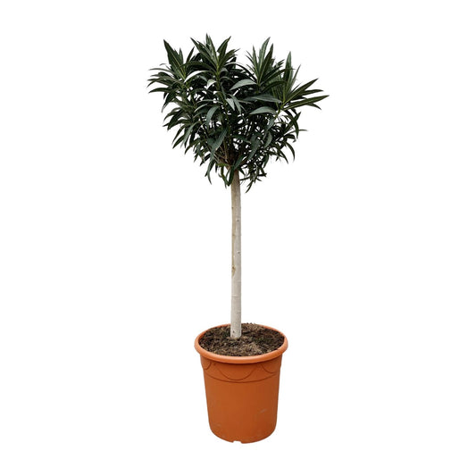 Nerium oleander auf Stamm mit weißer Blüte – 200 cm – Ø35