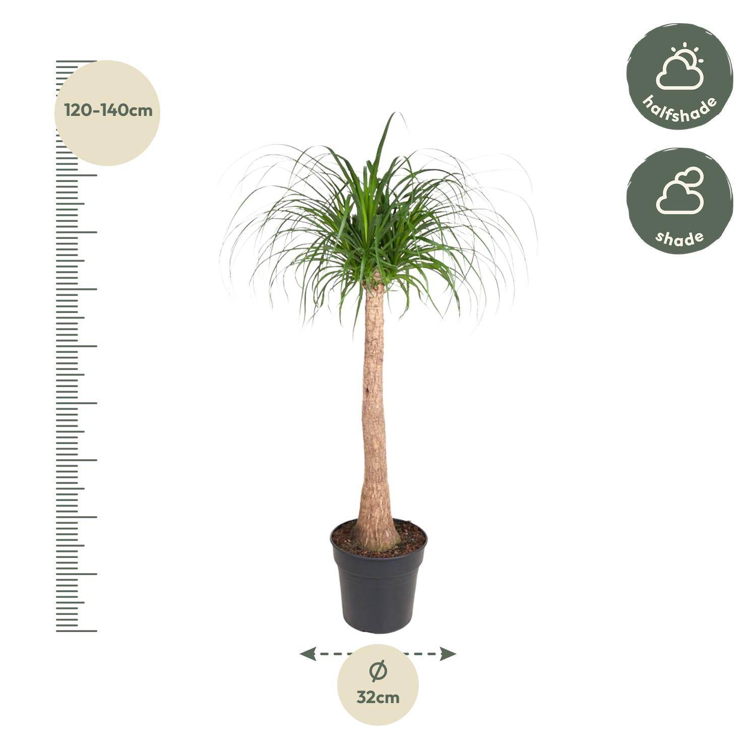 Beaucarnea Stamm – 120 cm – ø32 - Botanic-Vibes