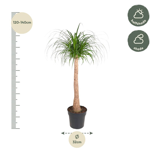 Beaucarnea Stamm – 120 cm – ø32
