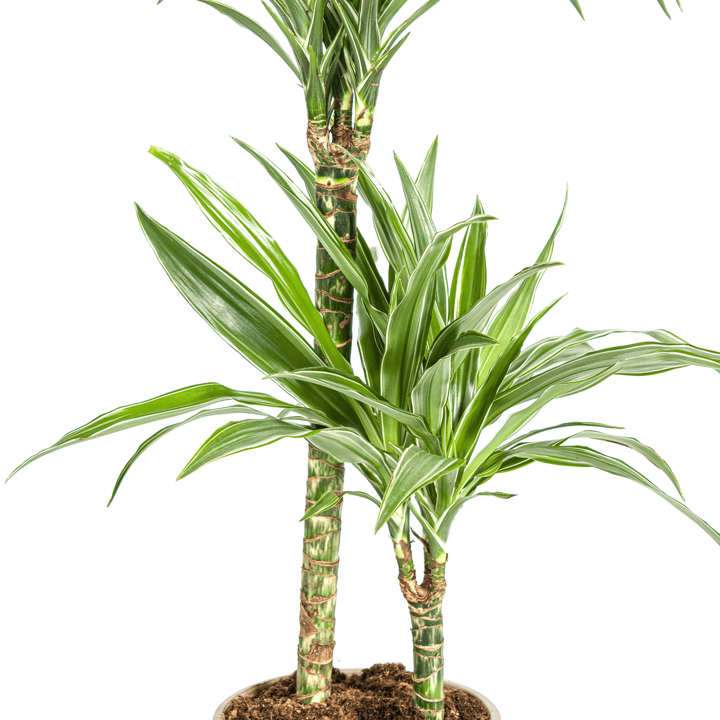 Dracaena Deremensis White Stripe Ø19cm - ↕70 - 90cm - Botanic-Vibes