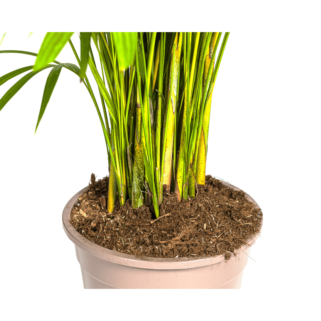 Dypsis Areca lutescens Ø27cm - ↕150 - 170cm - Botanic-Vibes