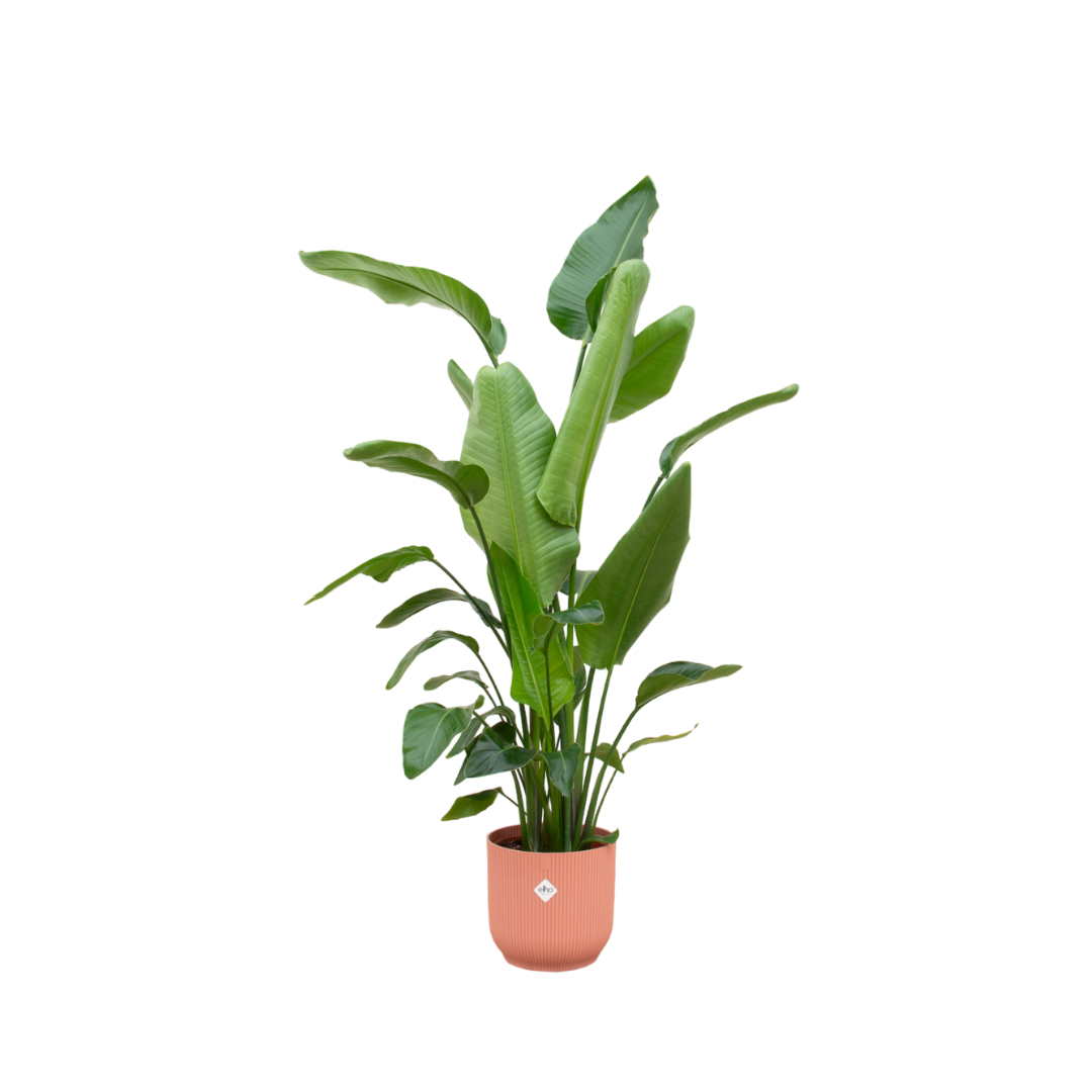 Combi deal - Strelitzia nicolai inklusive elho Vibes Fold Round Rosa Ø30 – 180 cm