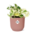 Epipremnum Pinnatum Happy Leaf im ELHO Vibes Fold, 14 cm, rosa