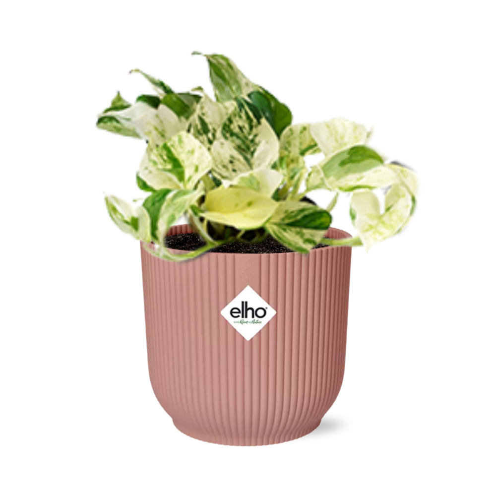 Epipremnum Pinnatum Happy Leaf im ELHO Vibes Fold, 14 cm, rosa