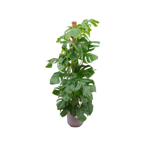 Combi deal - Monstera pertusum XL inklusive elho Jazz Round Lila Ø26 – 150 cm